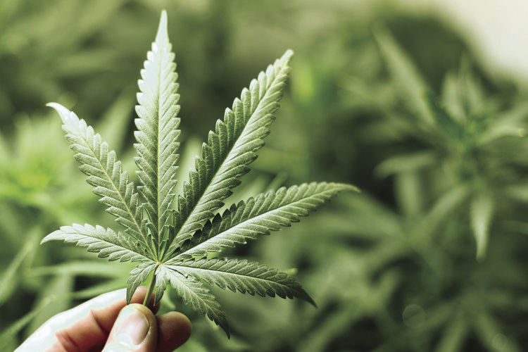 cannabis